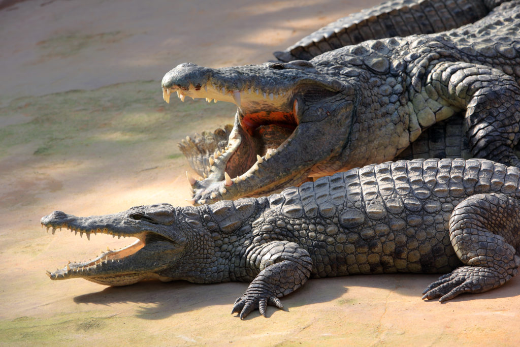 two alligators in a dream represent two evil spirits